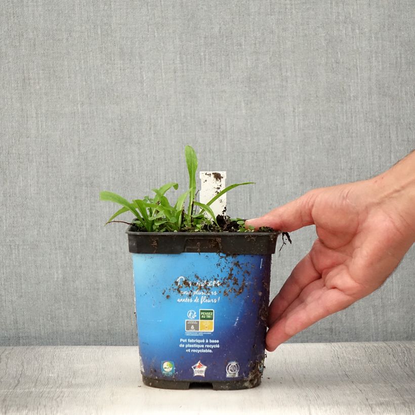 Exemplaar van Helenium Ruby Tuesday - Zonnekruid Pot van 2 l/3 l zoals geleverd in de zomer