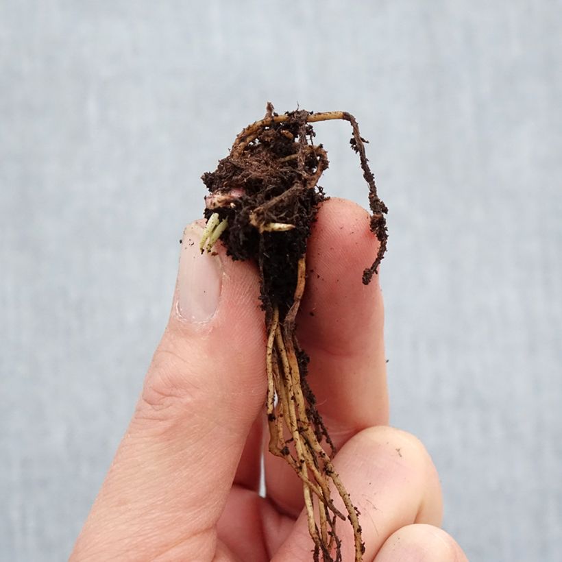 Exemplaar van Helenium Ruby Tuesday - Zonnekruid Naakte wortel zoals geleverd in de winter