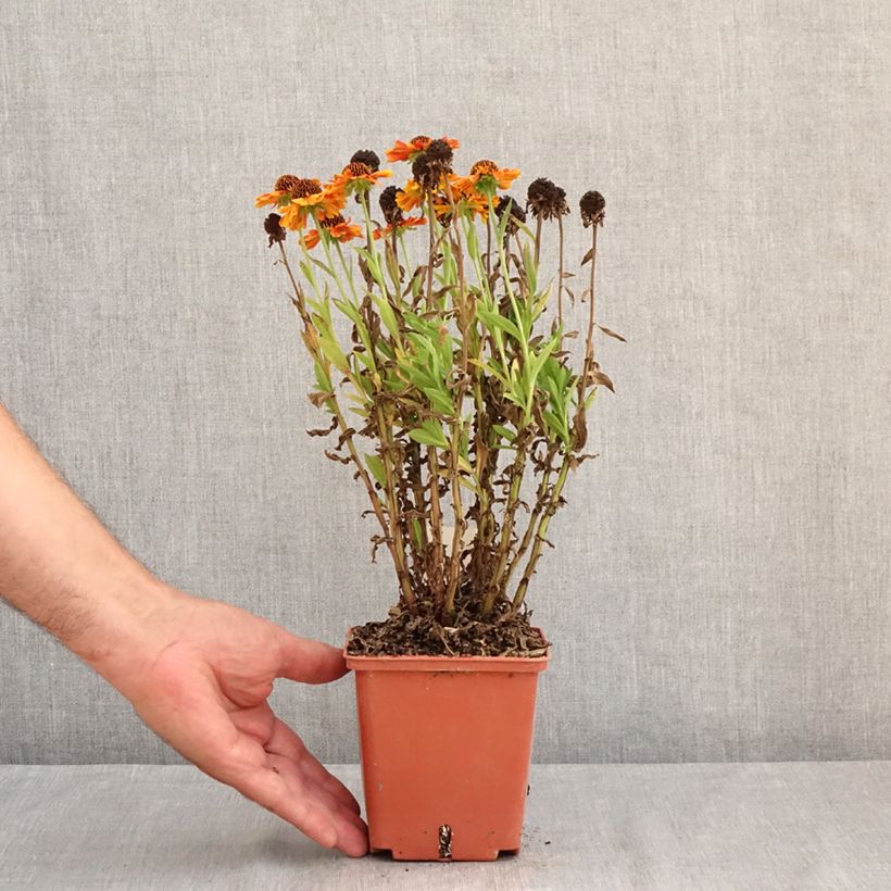 Exemplaar van Helenium Short'n Sassy - Zonnekruid Pot van 1 l/1,5 l zoals geleverd in de zomer