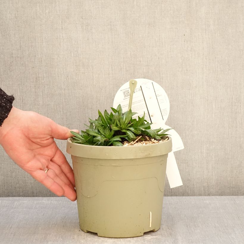 Example of Helenium Short'n Sassy - Zonnekruid Pot van 3 l/4 l as you get in hiver