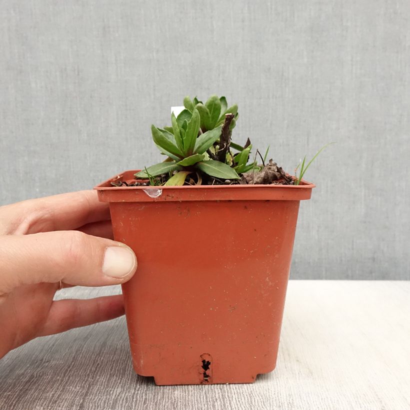 Example of Helenium Short'n Sassy - Zonnekruid Pot van 1 l/1,5 l as you get in printemps