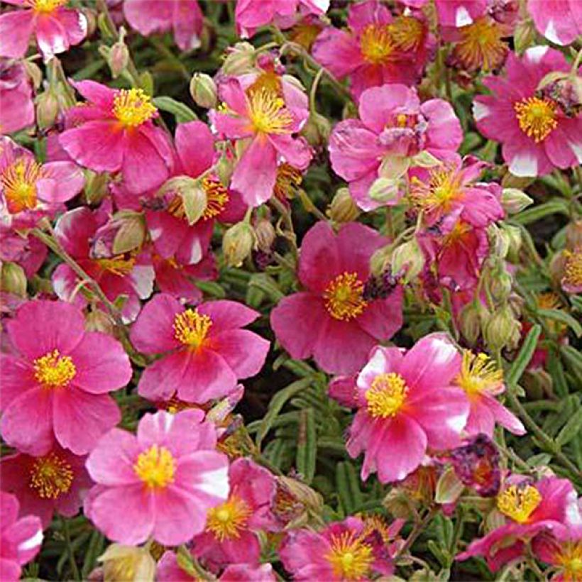 Helianthemum Raspberry Ripple - Zonneroosje (Bloei)