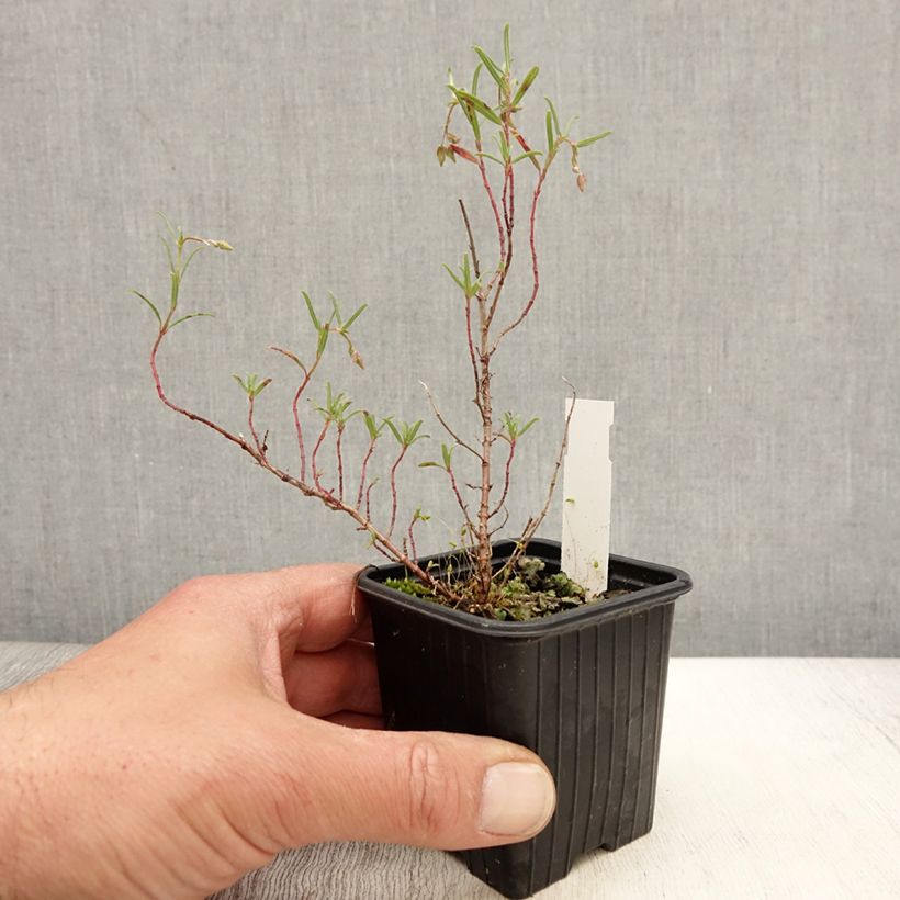 Example of Helianthemum apenninum - Wit zonneroosje Kweekpotje van 8/9 cm as you get in printemps