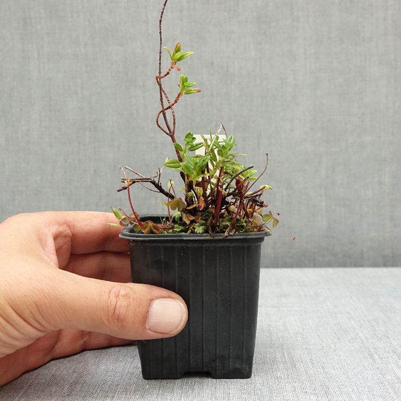 Exemplaar van Helianthemum Ben Alder - Zonneroosje Kweekpotje van 8/9 cm zoals geleverd in de zomer