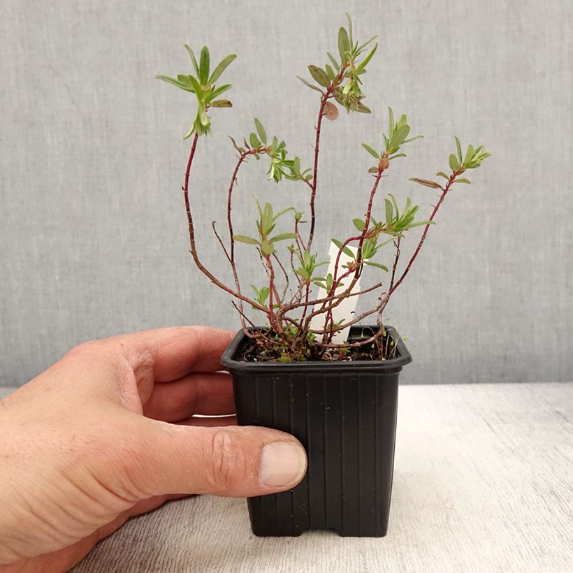 Exemplaar van Helianthemum Ben Alder - Zonneroosje Kweekpotje van 8/9 cm zoals geleverd in de lente