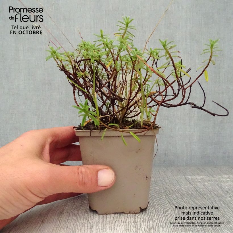 Exemplaar van Helianthemum Ben Fhada - Zonneroosje Kweekpotje van 7/8 cm zoals geleverd in de herfst