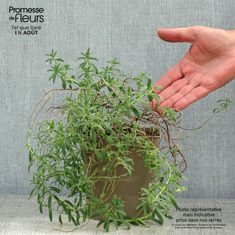 Exemplaar van Helianthemum Ben Fhada - Zonneroosje Pot van 2 l/3 l zoals geleverd in de zomer