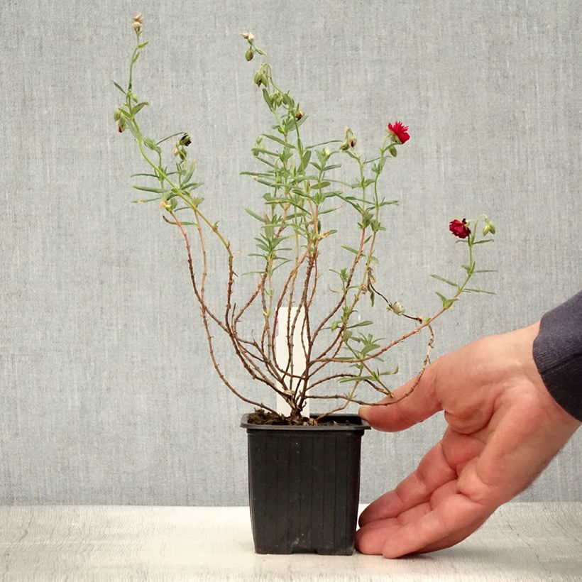Exemplaar van Helianthemum Cerise Queen - Zonneroosje Kweekpotje van 8/9 cm zoals geleverd in de zomer