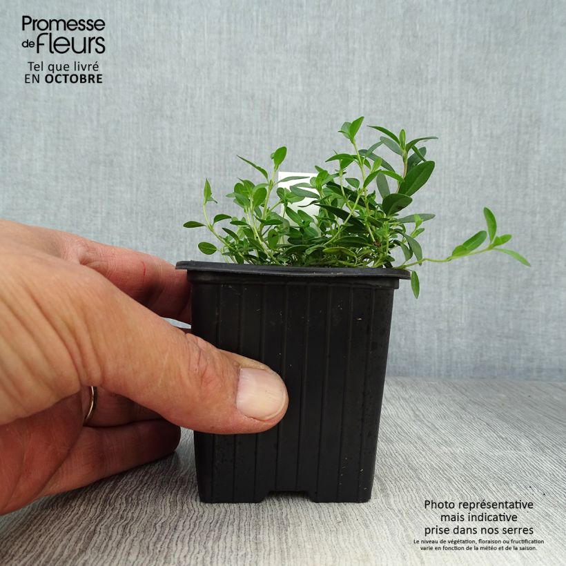 Exemplaar van Helianthemum nummularium - Geel zonneroosje Kweekpotje van 8/9 cm zoals geleverd in de herfst