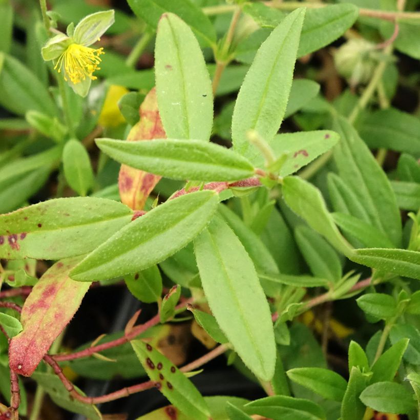 Helianthemum nummularium - Geel zonneroosje (Blad)