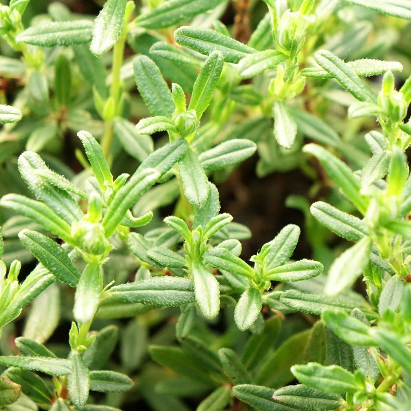 Helianthemum Sulphureum Plenum - Zonneroosje (Blad)