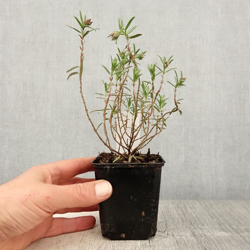 Exemplaar van Helianthemum Suprême - Zonneroosje Kweekpotje van 8/9 cm zoals geleverd in de lente