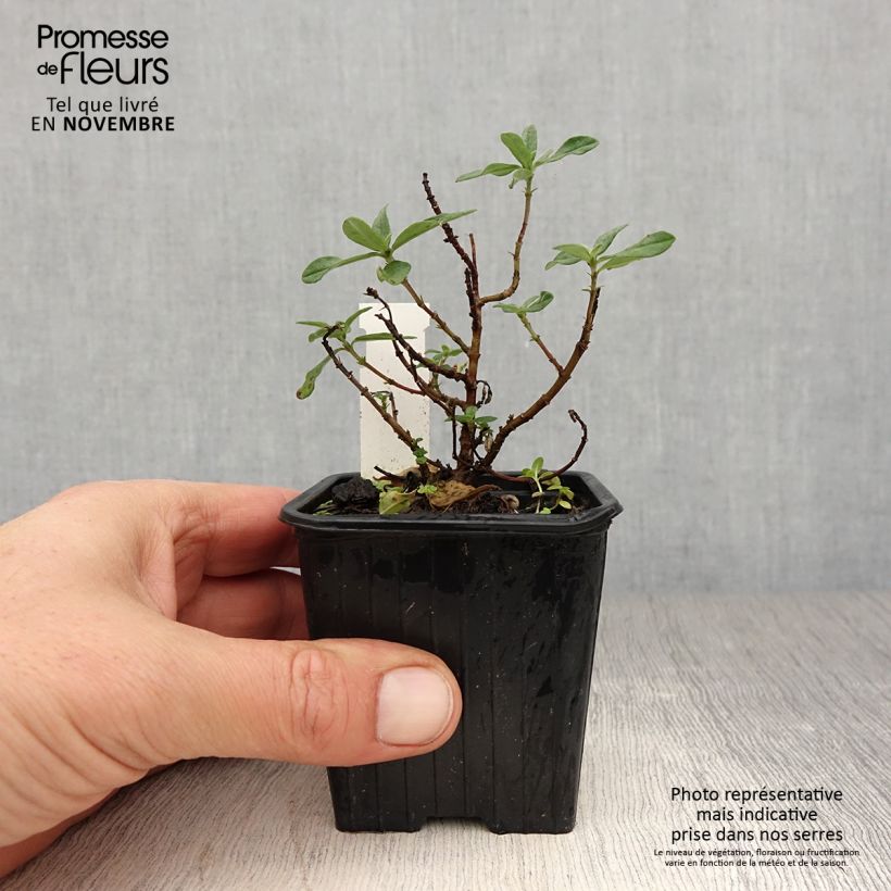 Exemplaar van Helianthemum Tomato Red - Zonneroosje Kweekpotje van 8/9 cm zoals geleverd in de herfst