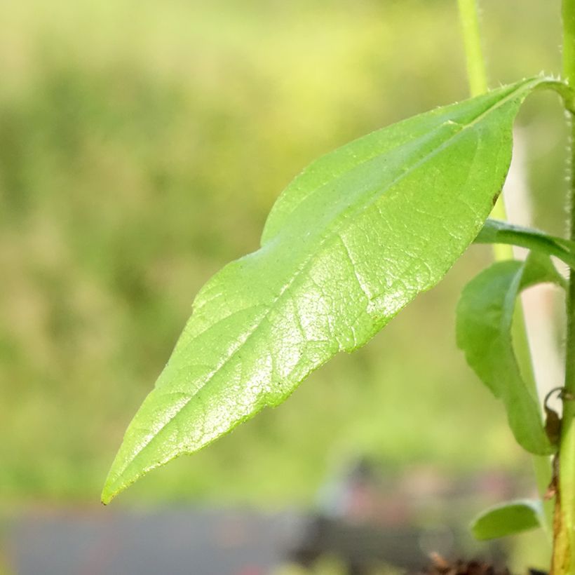 Zonnewortel - Helianthus strumosus (Blad)