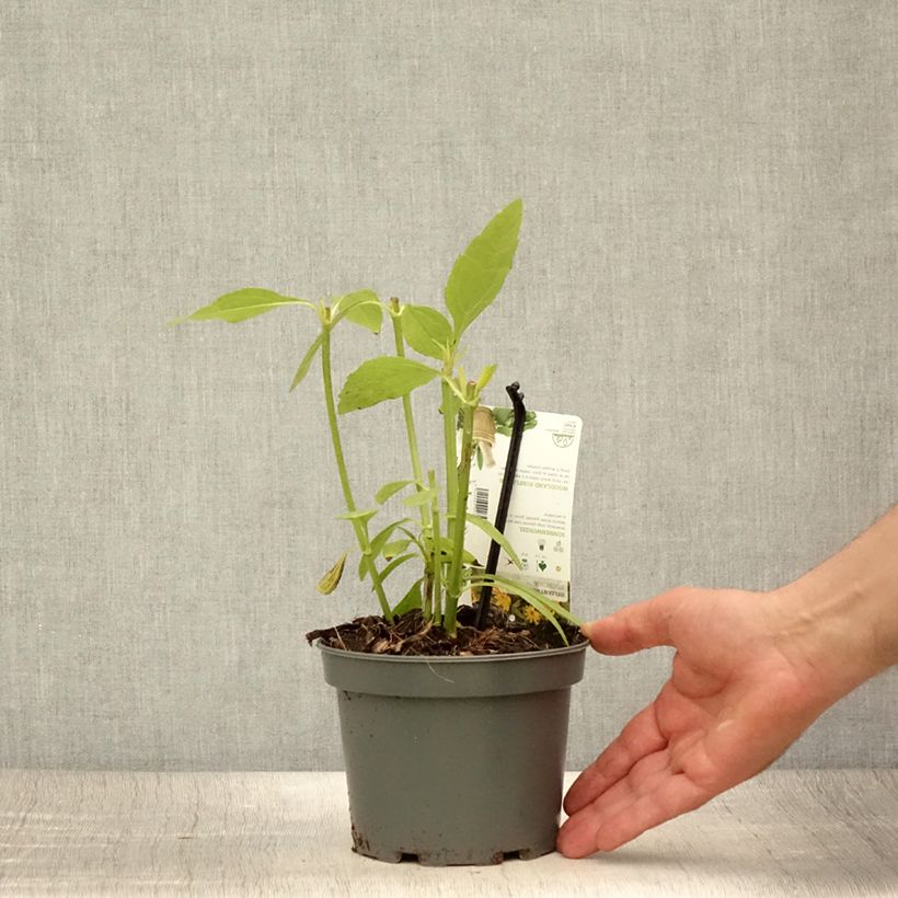 Exemplaar van Zonnewortel - Helianthus strumosus Pot van 1,5 l/2 l zoals geleverd in de zomer