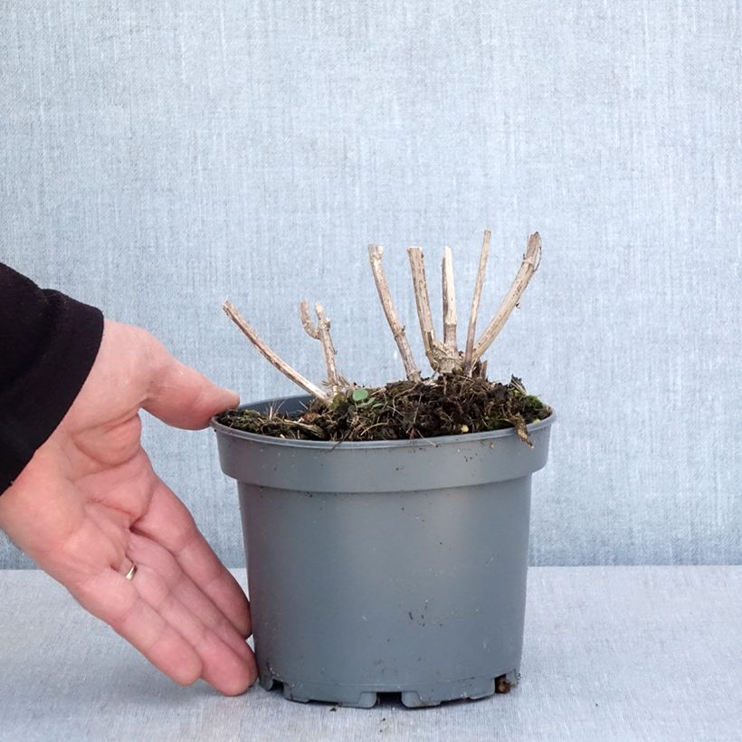 Exemplaar van Zonnewortel - Helianthus strumosus Pot van 1,5 l/2 l zoals geleverd in de lente