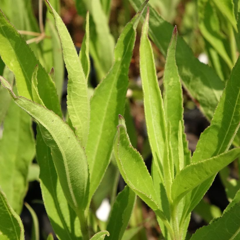Helianthus atrorubens Monarch - Vaste zonnebloem (Blad)