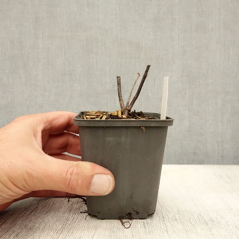 Exemplaar van Helianthus microcephalus - Vaste zonnebloem Kweekpotje van 8/9 cm zoals geleverd in de herfst