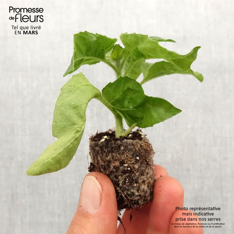 Exemplaar van Zonnebloem Sunbelievable Brown Eyed Girl - Helianthus Mini-mot Ø 3/4 cm zoals geleverd in de lente