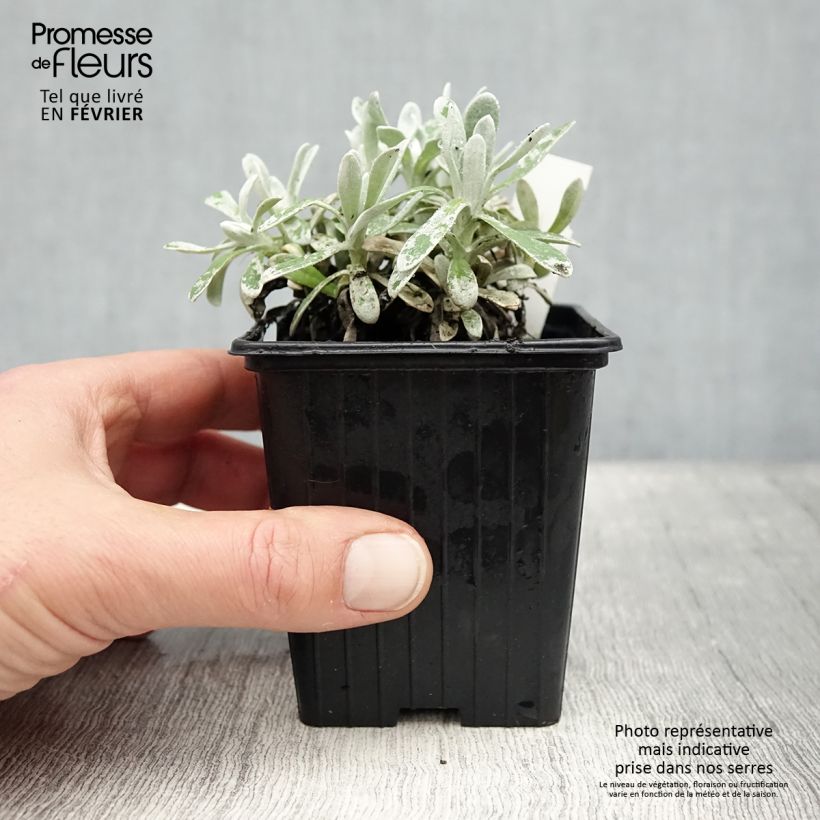 Exemplaar van Helichrysum amorginum Ruby Cluster - Kerrieplant Kweekpotje van 8/9 cm zoals geleverd in de winter