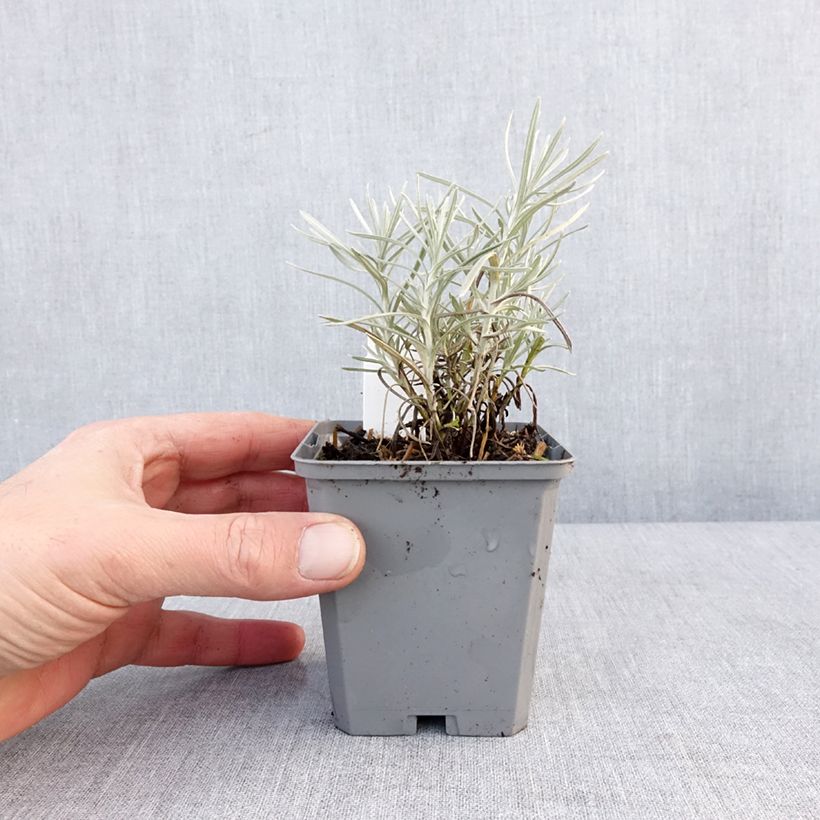 Exemplaar van Helichrysum angustifolium Tall Curry - Plante curry Godet de 8/9 cm zoals geleverd in de winter