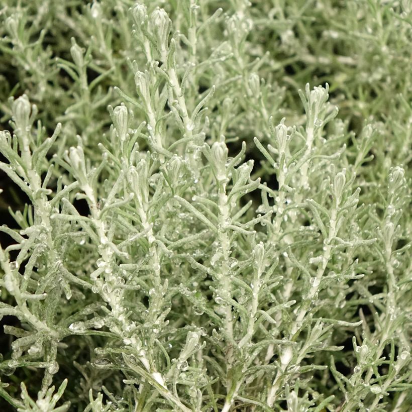 Helichrysum italicum Aladin - Kerrieplant (Blad)