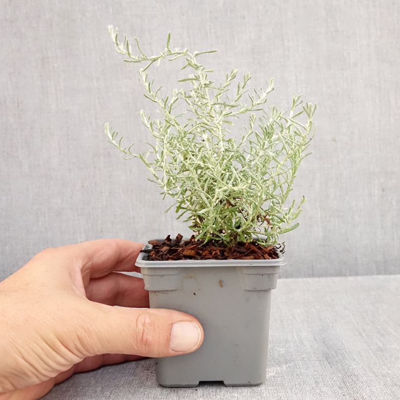 Exemplaar van Helichrysum italicum Aladin - Kerrieplant Kweekpotje van 8/9 cm zoals geleverd in de herfst