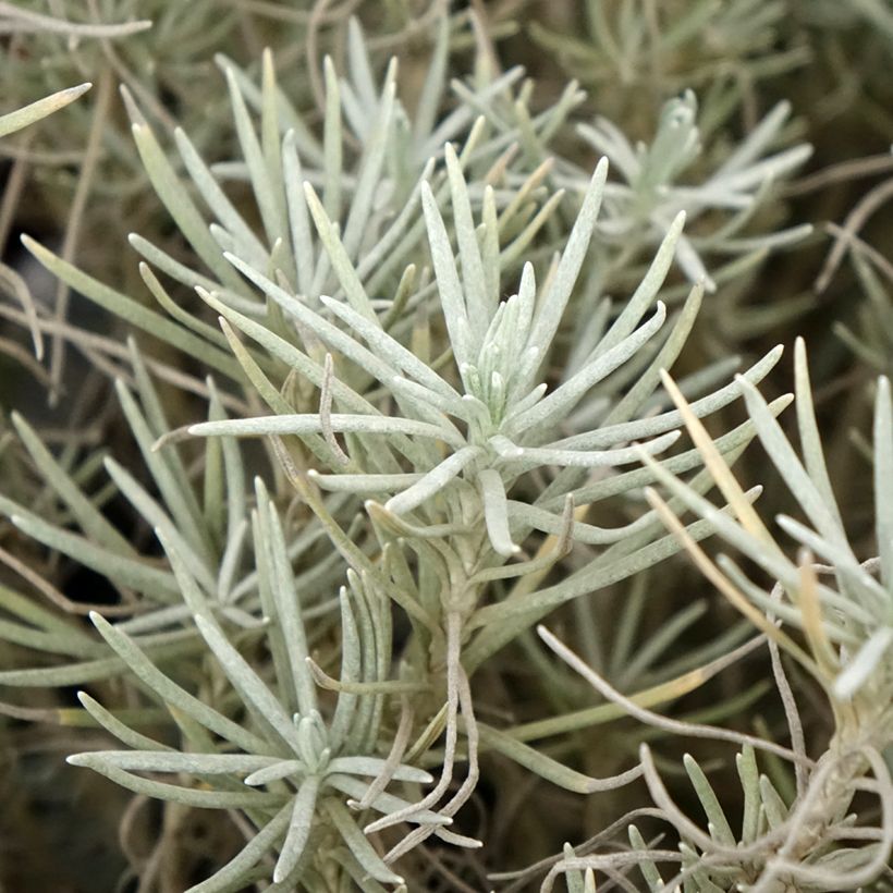Helichrysum italicum subsp. serotinum - Kerrieplant (Blad)