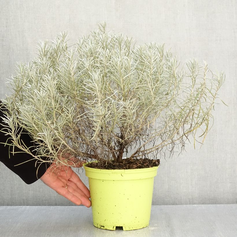 Exemplaar van Helichrysum italicum subsp. serotinum - Kerrieplant Pot van 3 l/4 l zoals geleverd in de herfst