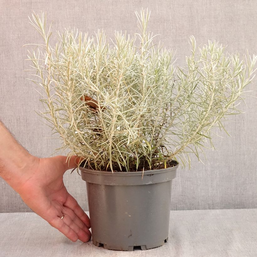 Exemplaar van Helichrysum italicum subsp. serotinum - Kerrieplant Pot van 3 l/4 l zoals geleverd in de zomer