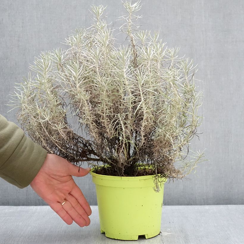 Exemplaar van Helichrysum italicum subsp. serotinum - Kerrieplant Pot van 3 l/4 l zoals geleverd in de winter