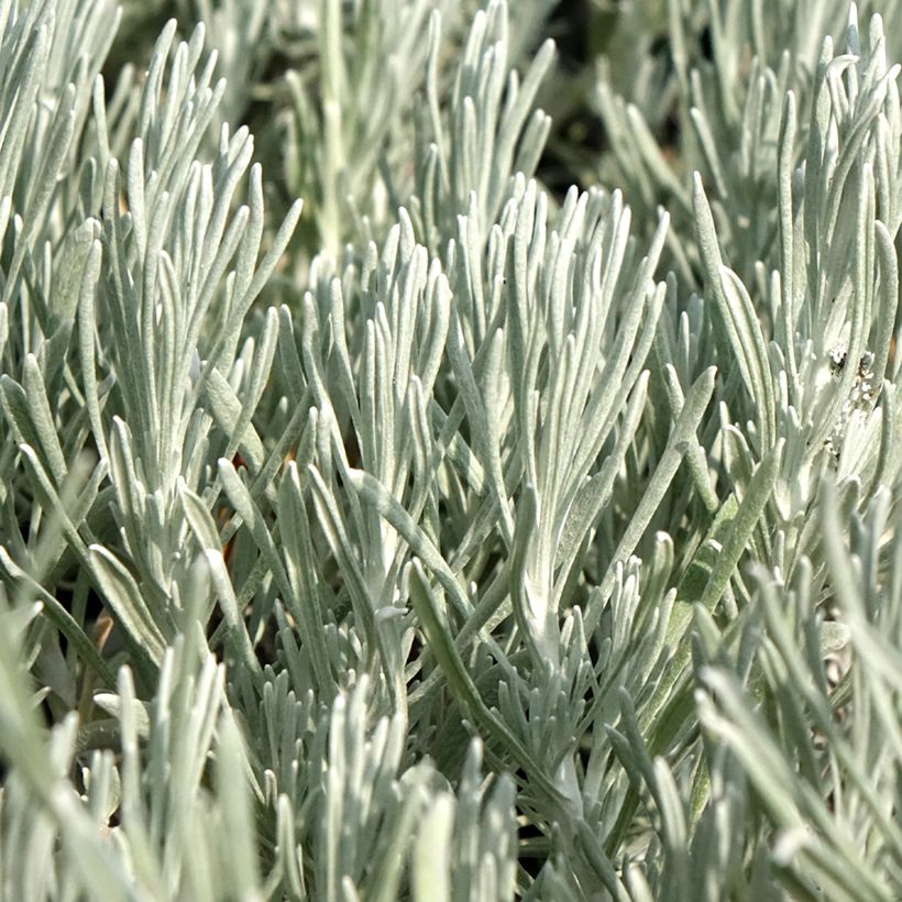 Helichrysum italicum Weisses Wunder - Kerrieplant (Blad)