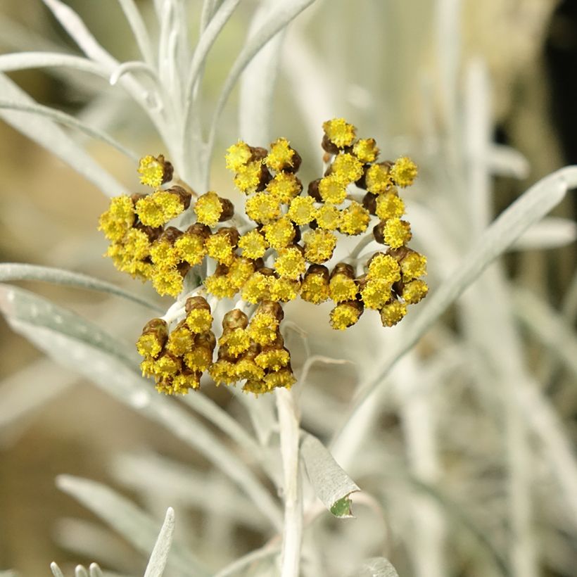 Helichrysum italicum Korma - Kerrieplant (Bloei)
