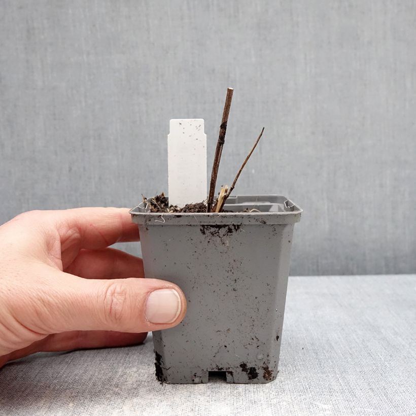 Exemplaar van Heliopsis helianthoides Asahi - Zonneoog Kweekpotje van 8/9 cm zoals geleverd in de winter