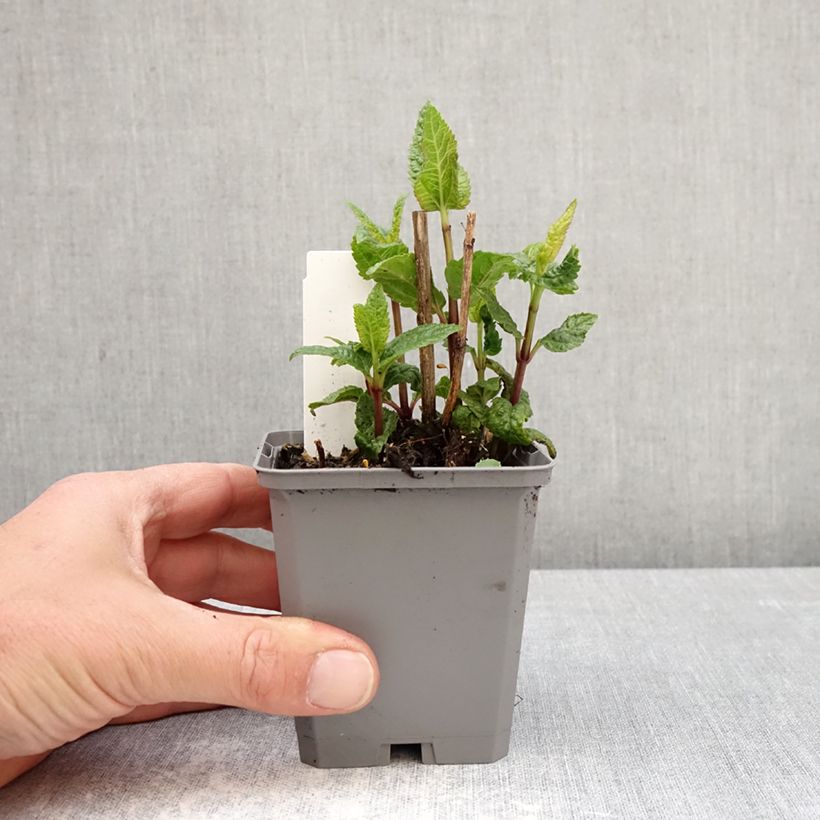 Exemplaar van Heliopsis helianthoides Asahi - Zonneoog Kweekpotje van 8/9 cm zoals geleverd in de lente