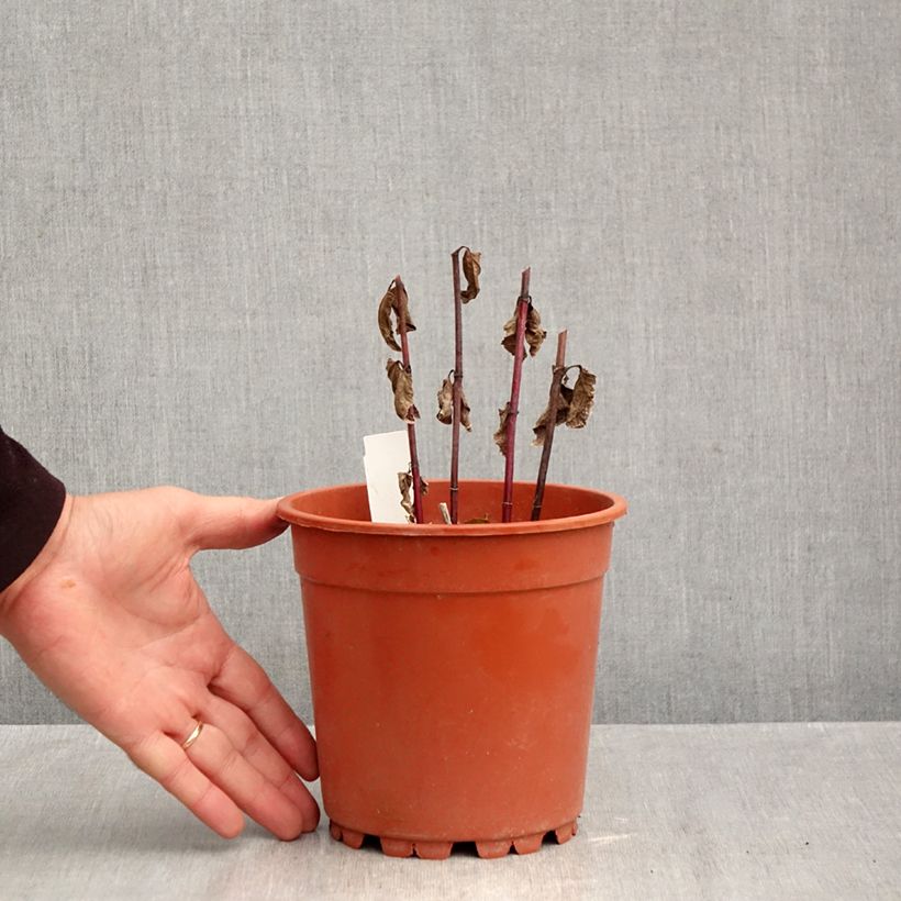 Exemplaar van Heliopsis helianthoides Asahi - Zonneoog Pot van 2 l/3 l zoals geleverd in de herfst