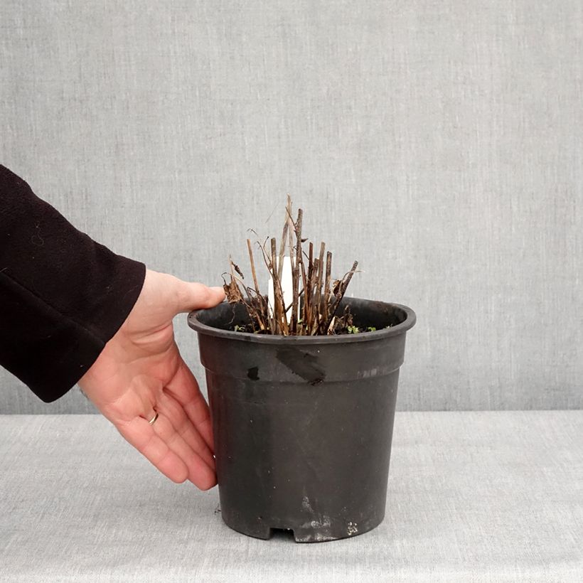 Exemplaar van Heliopsis helianthoides Asahi - Zonneoog Pot van 2 l/3 l zoals geleverd in de winter