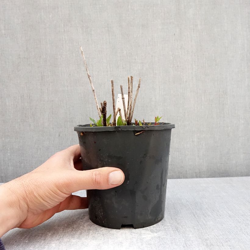 Exemplaar van Heliopsis helianthoides Asahi - Zonneoog Pot van 2 l/3 l zoals geleverd in de lente
