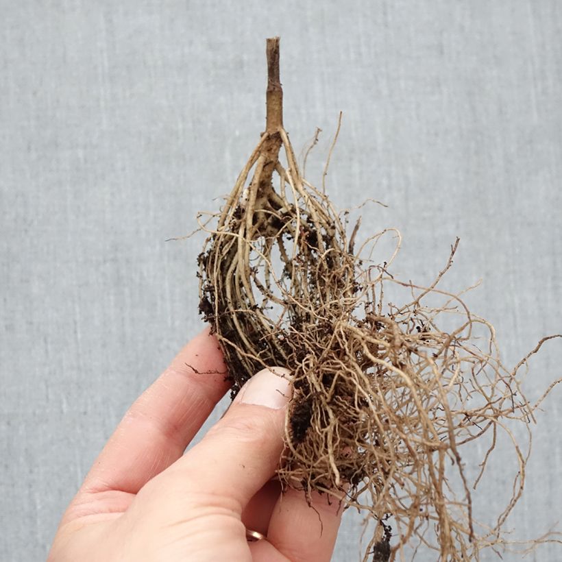 Exemplaar van Heliopsis helianthoides Asahi - Zonneoog Naakte wortel zoals geleverd in de winter