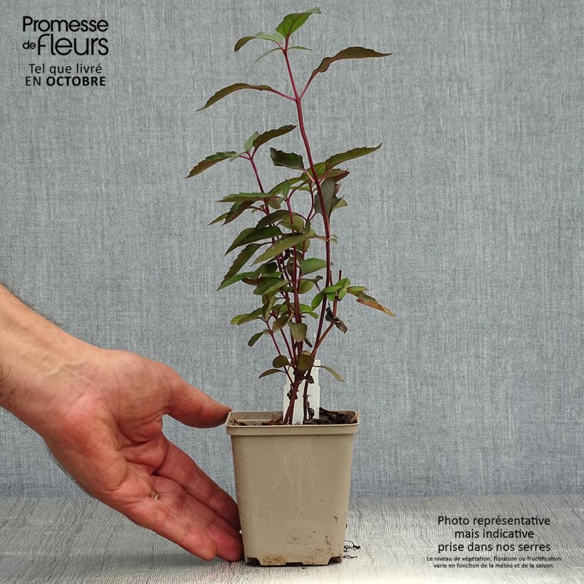 Exemplaar van Heliopsis helianthoides Burning Hearts - Zonneoog Kweekpotje van 8/9 cm zoals geleverd in de herfst