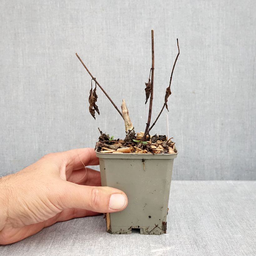 Exemplaar van Heliopsis helianthoides Funky Spinner - Zonneoog Kweekpotje van 8/9 cm zoals geleverd in de herfst