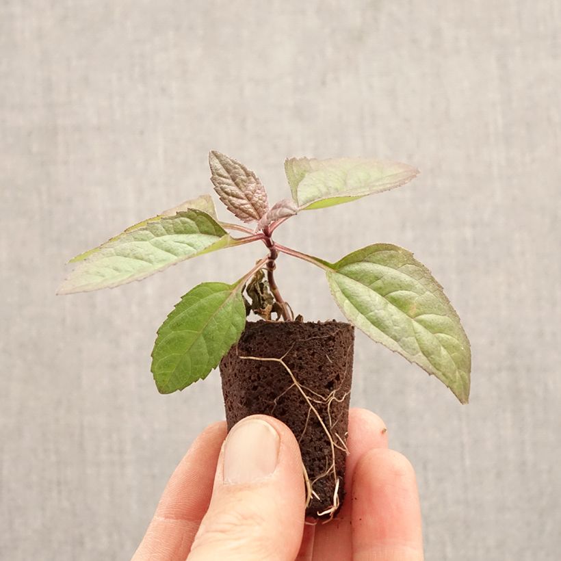 Exemplaar van Heliopsis helianthoides Funky Spinner - Zonneoog Mini-mot Ø 3/4 cm zoals geleverd in de lente