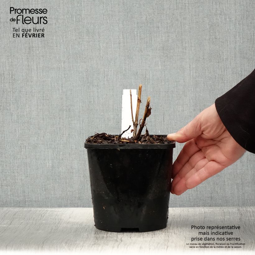 Exemplaar van Heliopsis helianthoides Funky Spinner - Héliopsis faux-hélianthe Pot de 2L/3L zoals geleverd in de winter