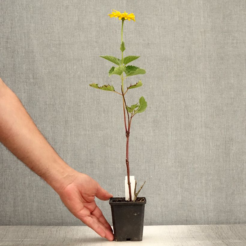 Exemplaar van Heliopsis helianthoides Mars - Zonneoog Kweekpotje van 8/9 cm zoals geleverd in de zomer