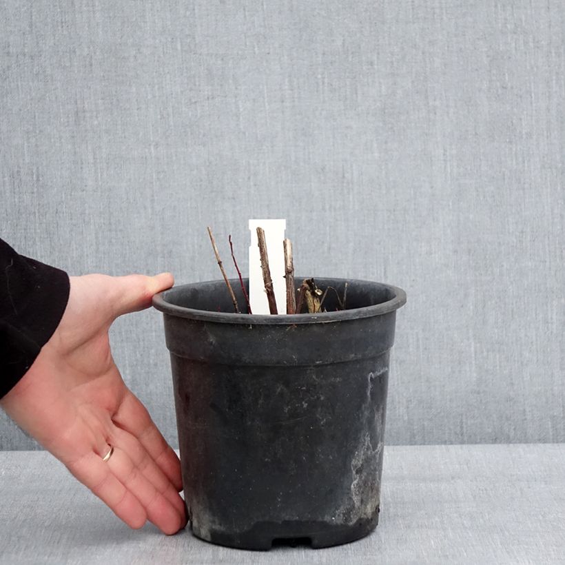 Exemplaar van Heliopsis helianthoides Sparkling Contrast - Zonneoog Pot van 2 l/3 l zoals geleverd in de winter