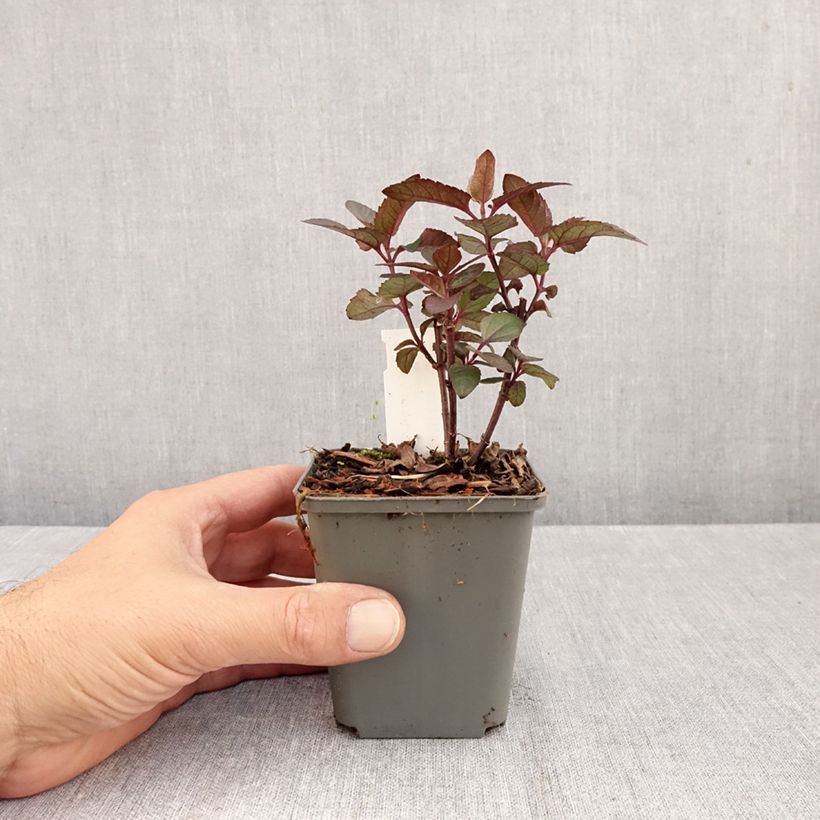 Exemplaar van Heliopsis helianthoides var. scabra Fire Twister - Zonneoog Kweekpotje van 8/9 cm zoals geleverd in de herfst