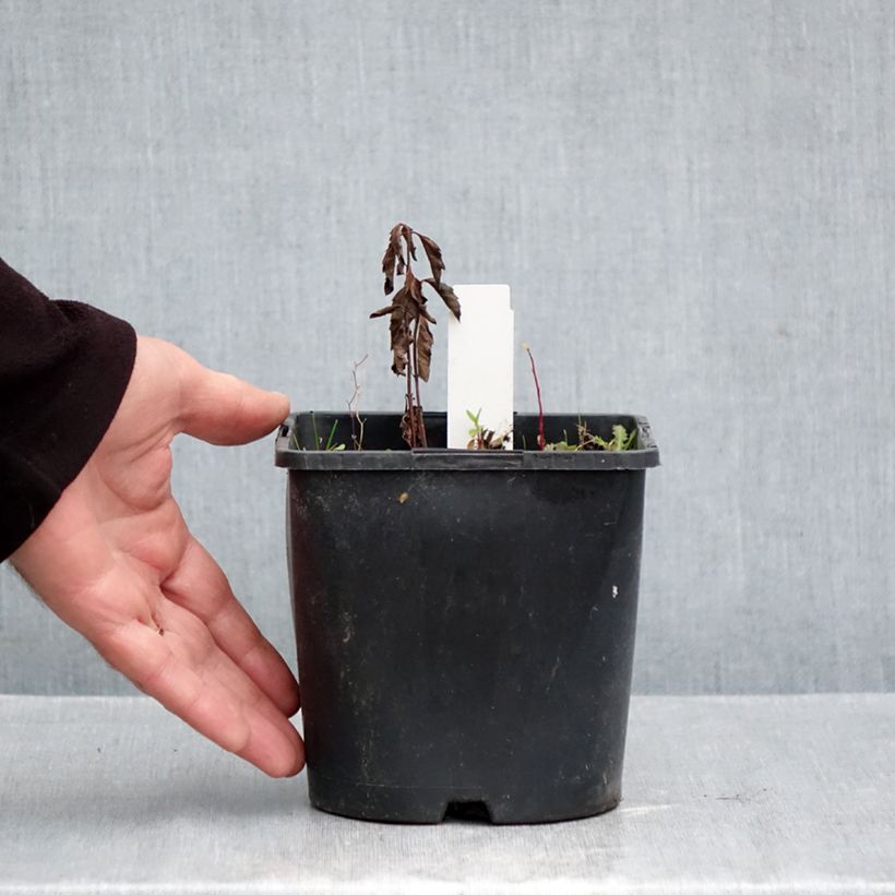 Exemplaar van Heliopsis helianthoides var. scabra Fire Twister - Zonneoog Pot van 2 l/3 l zoals geleverd in de herfst