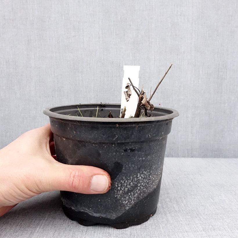 Exemplaar van Heliopsis helianthoides var. scabra Fire Twister - Zonneoog Pot van 2 l/3 l zoals geleverd in de winter