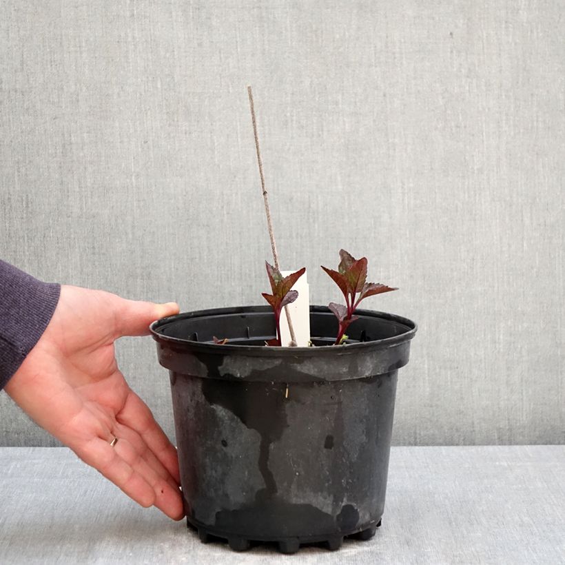 Exemplaar van Heliopsis helianthoides var. scabra Fire Twister - Zonneoog Pot van 2 l/3 l zoals geleverd in de lente