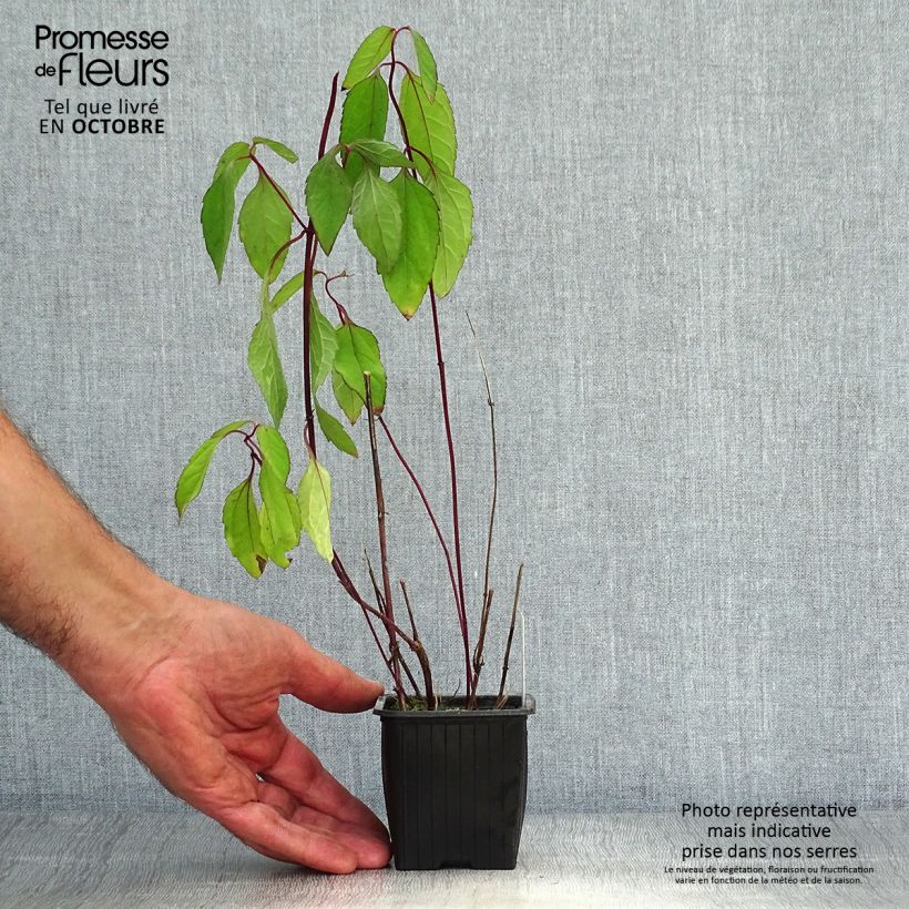 Exemplaar van Heliopsis helianthoides var. scabra Summer Nights - Zonneoog Kweekpotje van 8/9 cm zoals geleverd in de herfst
